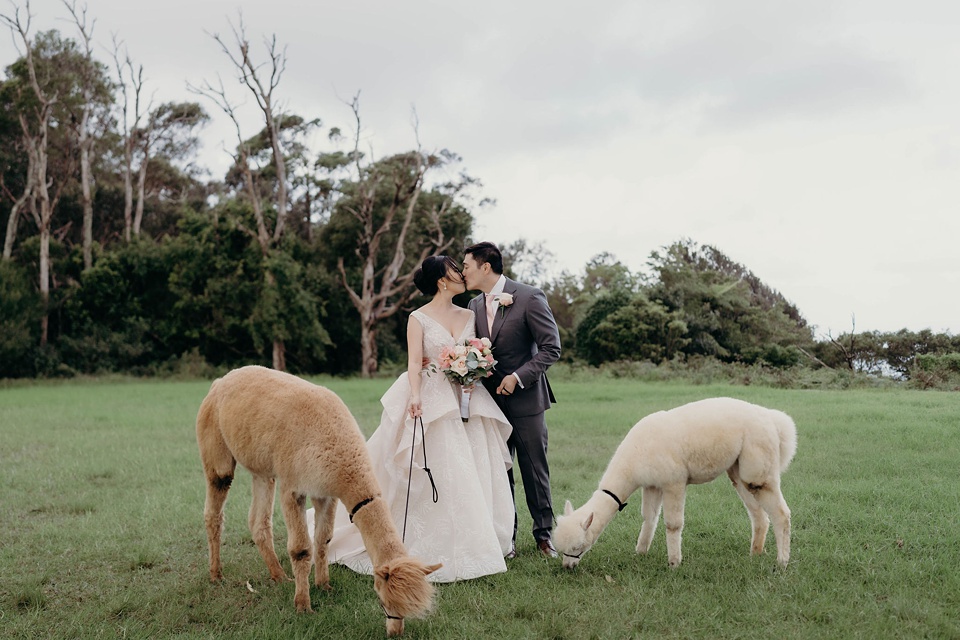 Lidan & David’s Panorama House Wedding with Alpacas